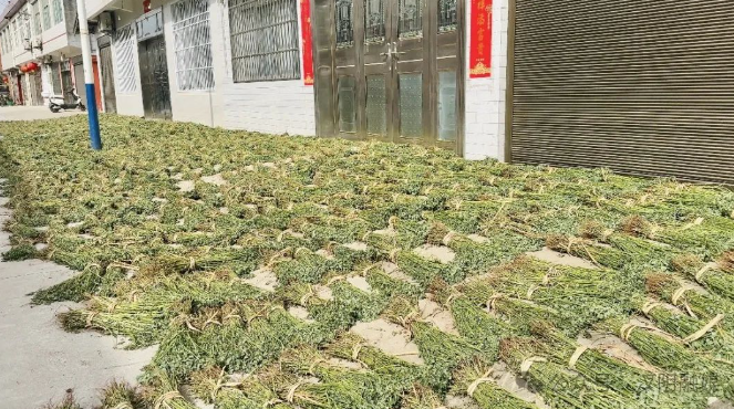 汉阴县城关镇：苜蓿喜获丰收 家家户户忙收割
