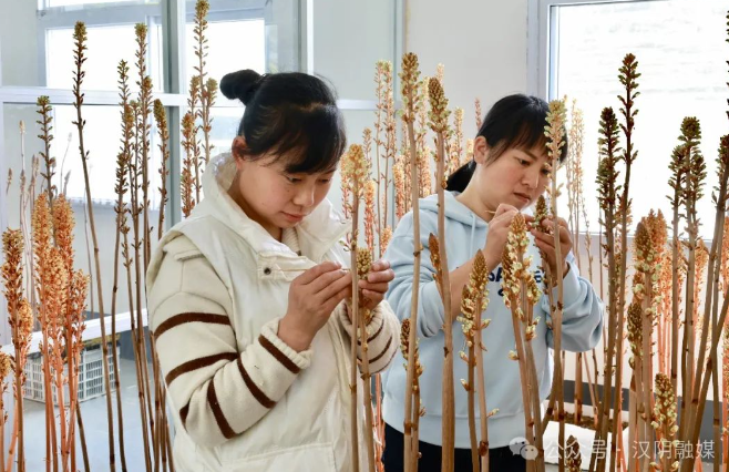 汉阴县铁佛寺镇：天麻授粉育种正当时 生态种植绘就“黄金画卷”
