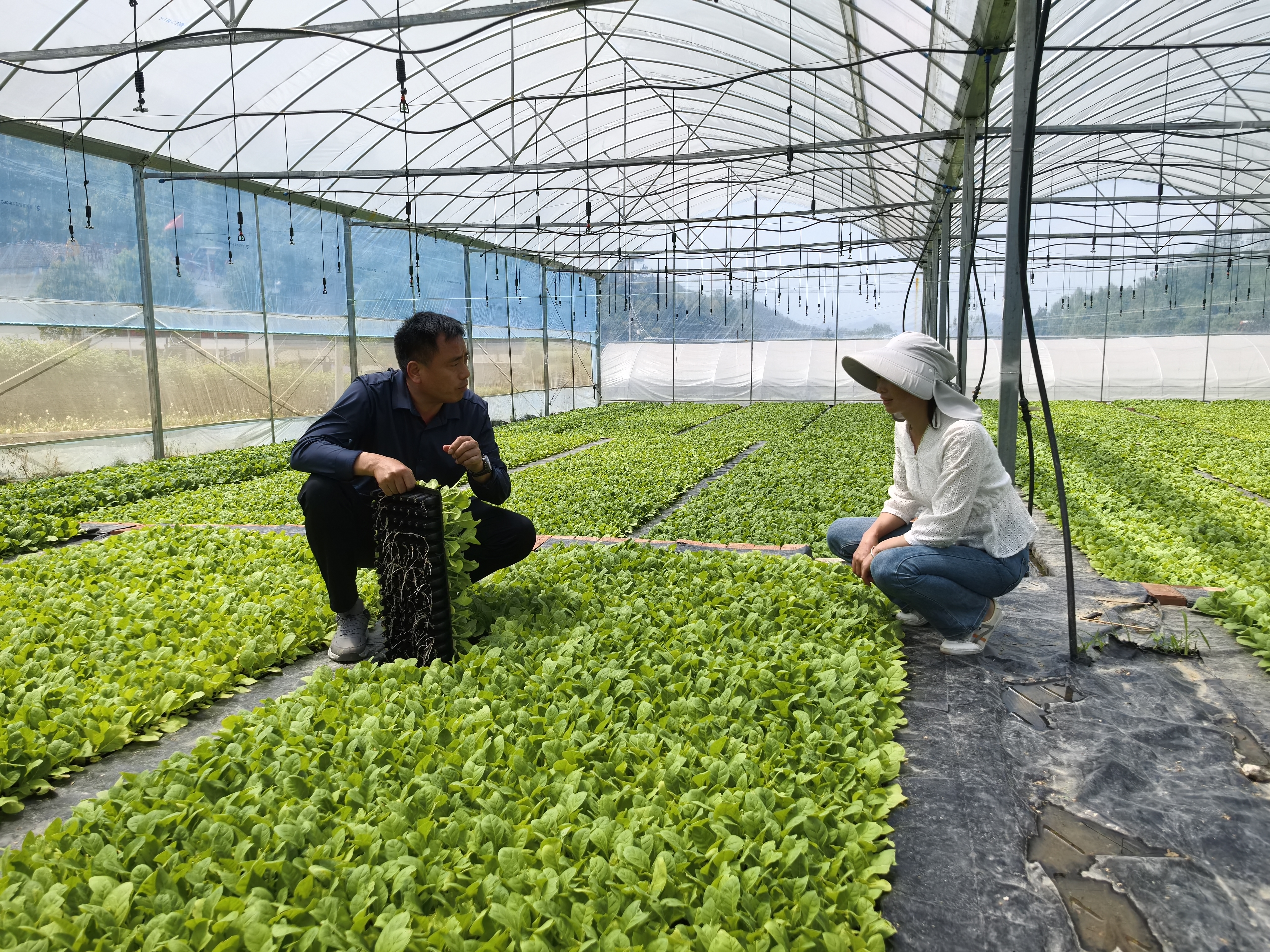 汉阴县漩涡镇东河村育苗基地：点燃乡村振兴新引擎