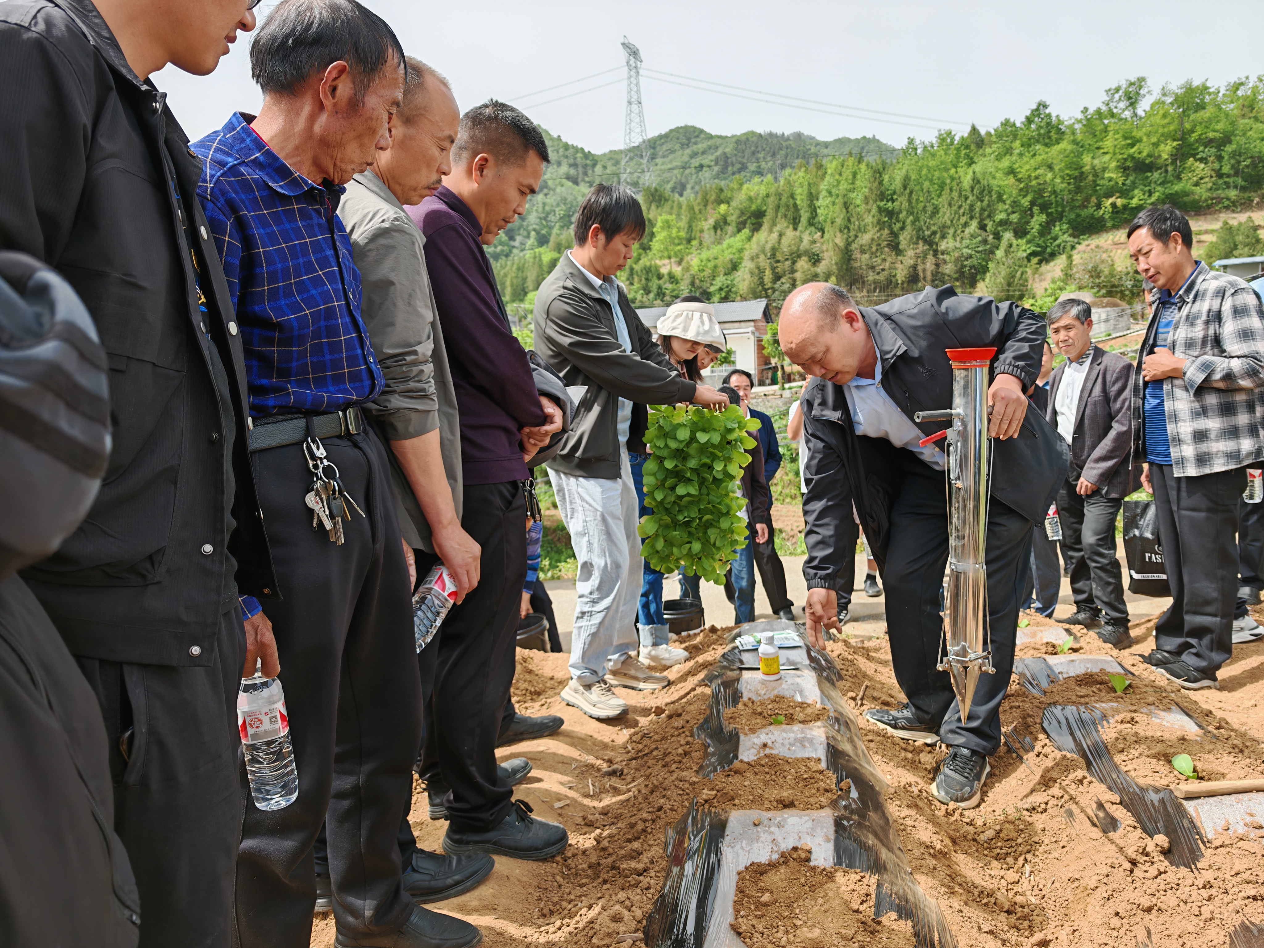 汉阳镇：田间教学破解春旱困局  三维课堂助力烟苗移栽