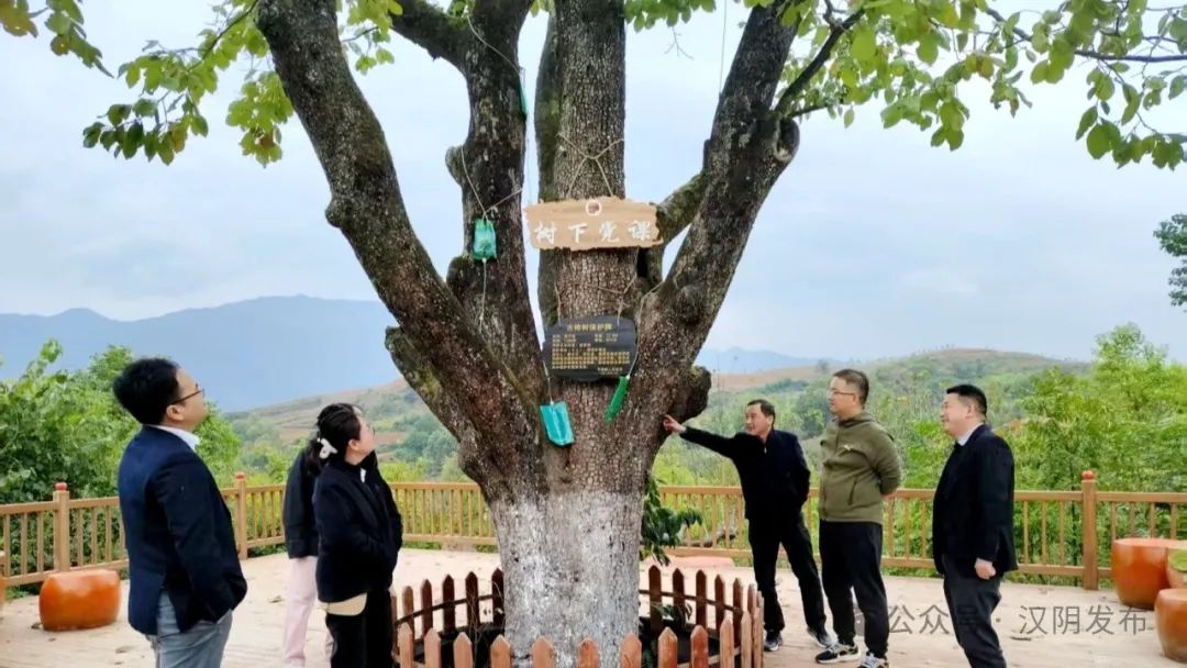 汉阴：“一树一策”精准保护 让古树名木“老有所依”