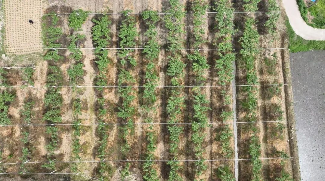 汉阴县全力抗旱保苗 多措并举守护特色产业