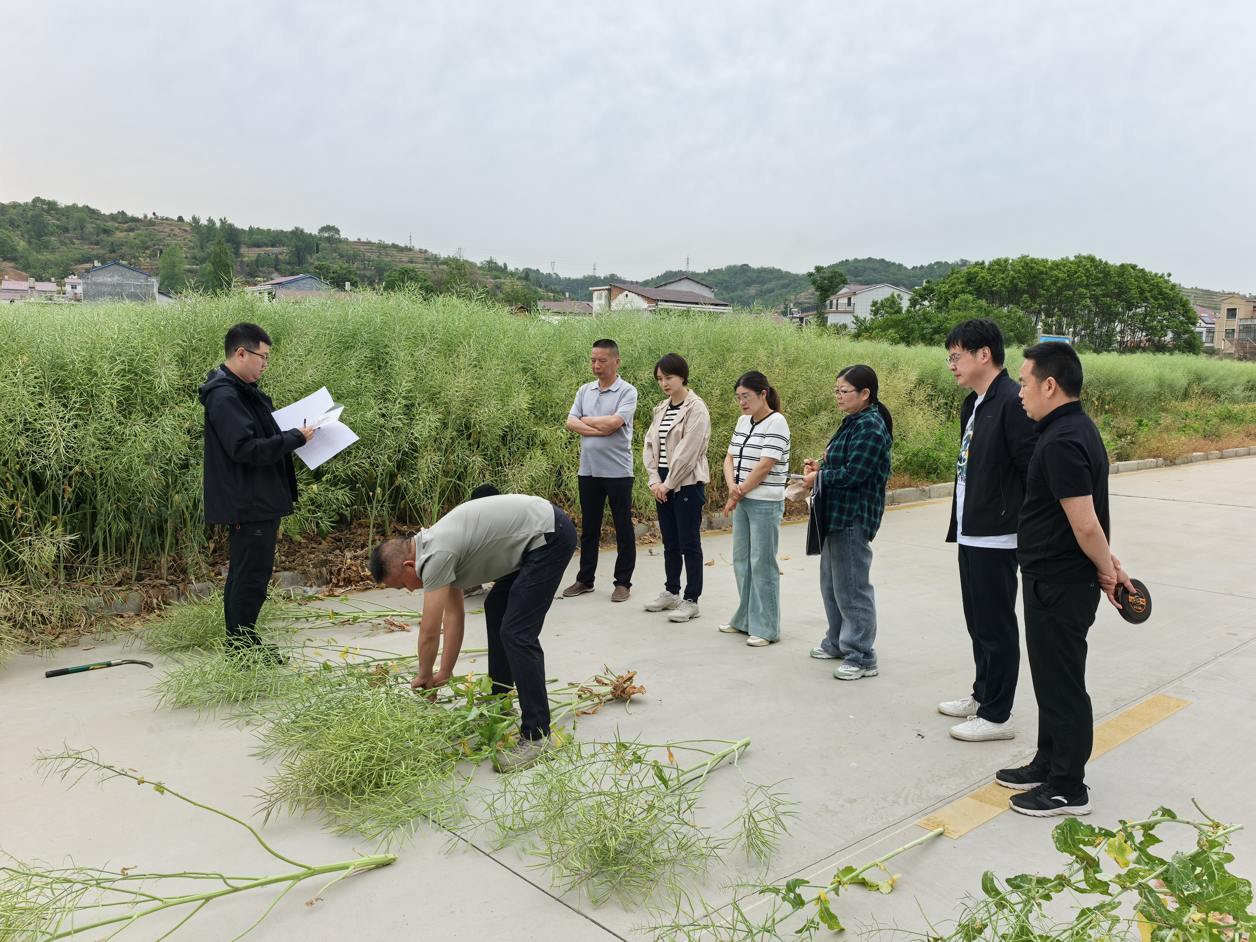 汉阴实测冬油菜单产 为产业提质增效赋能