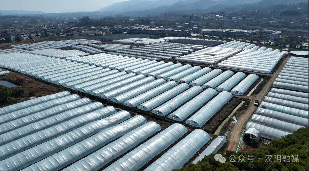汉阴：草桥村西瓜成熟上市 “甜蜜产业”助力乡村振兴