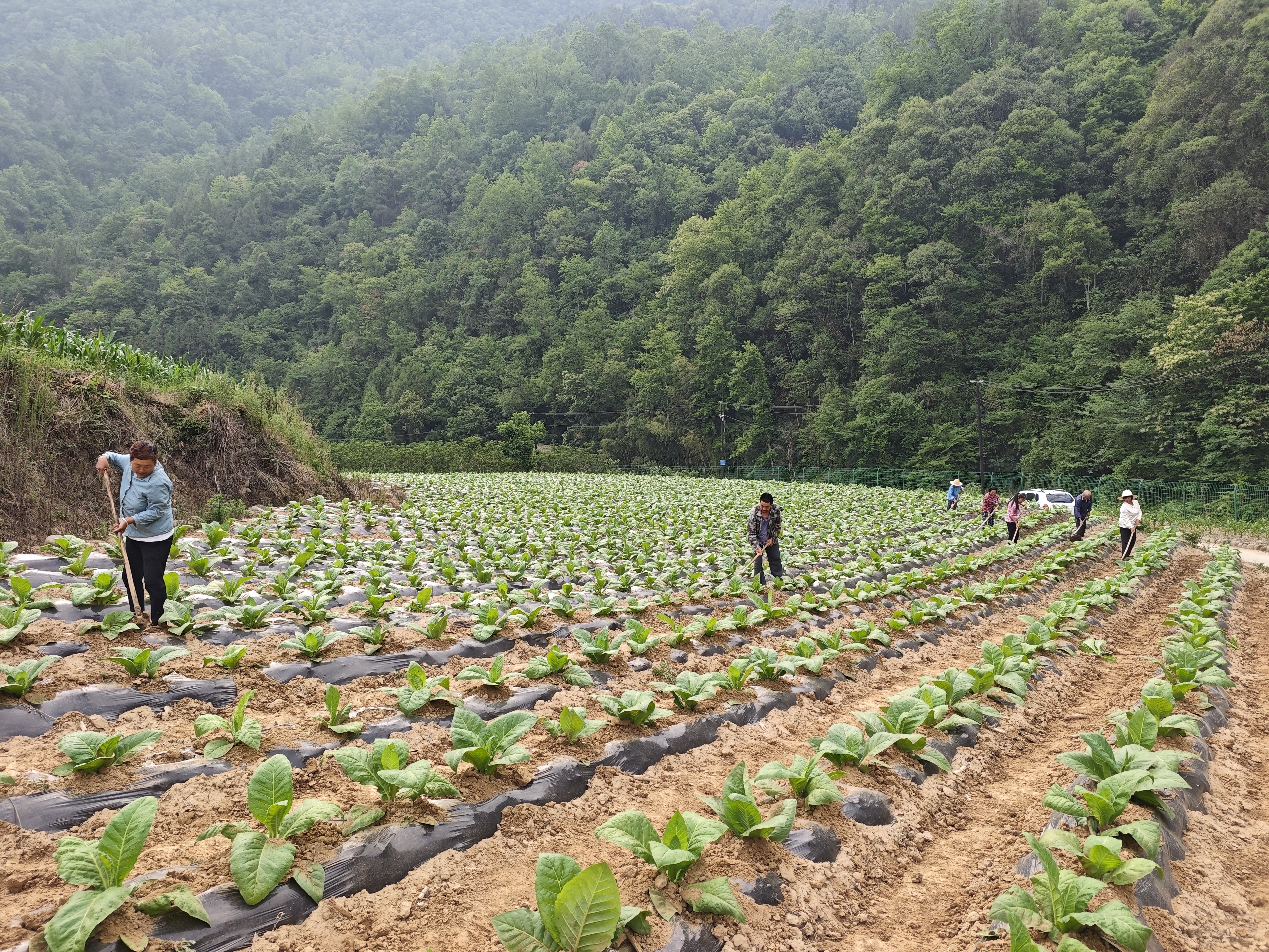 汉阴县汉阳镇：烤烟田间管护忙 挥汗如雨孕育希望