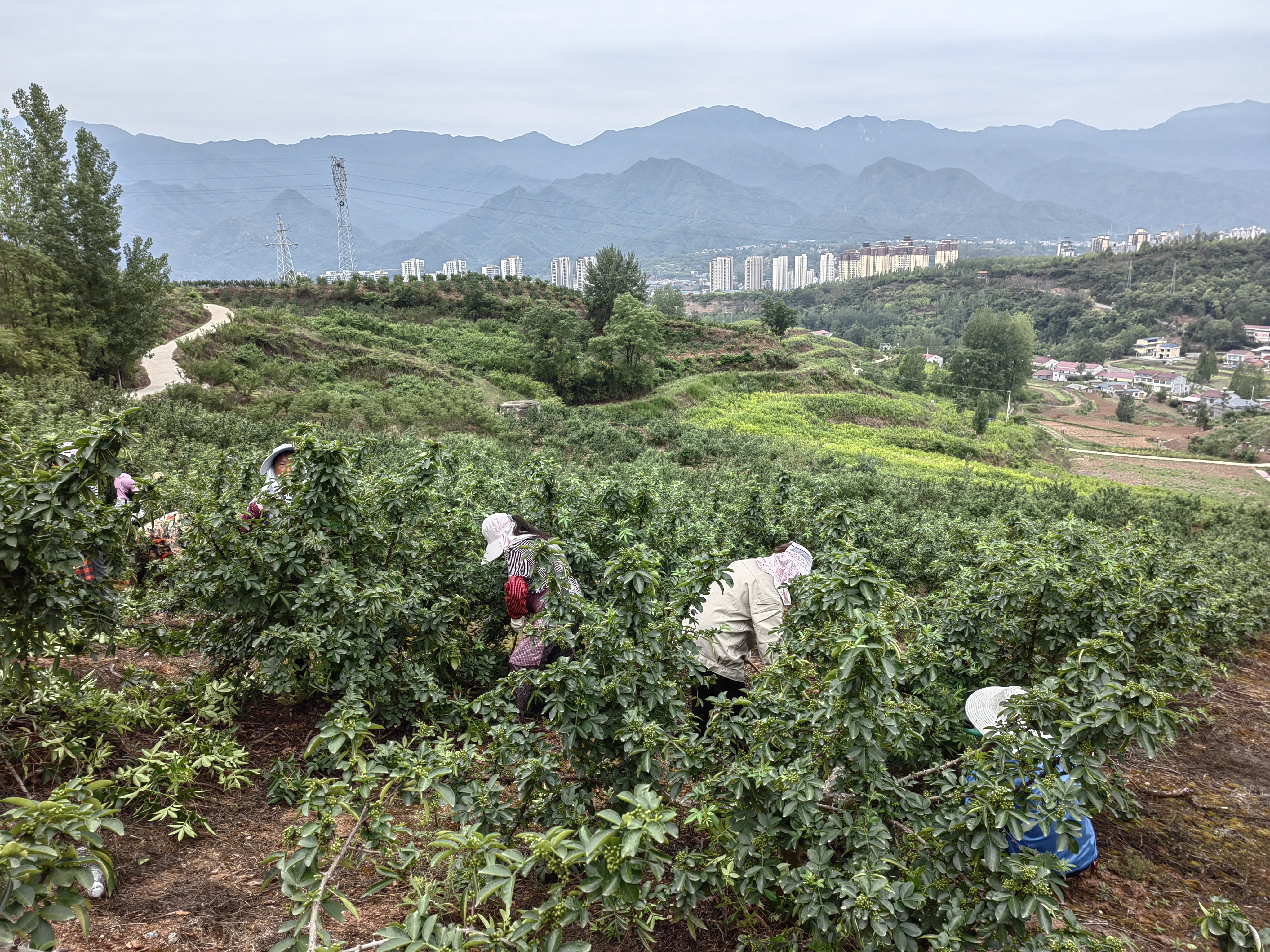 汉阴县城关镇：椒香渐浓麒麟村  青花椒压枝待丰收