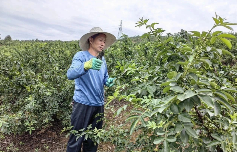 汉阴县城关镇：椒香渐浓麒麟村 青花椒压枝待丰收