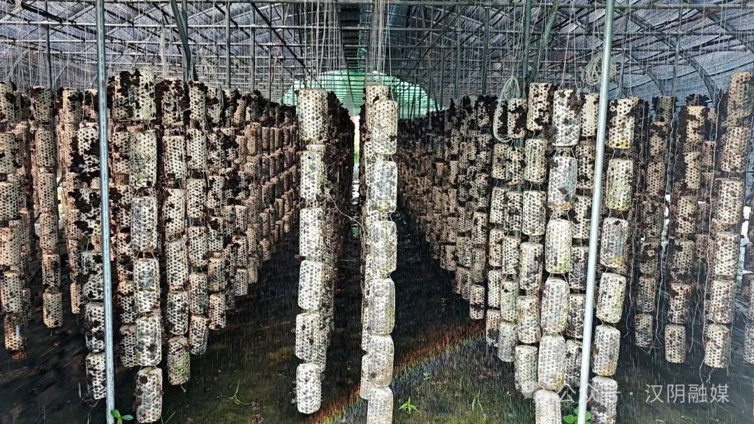 汉阴：吊袋木耳喜获丰收 “桑枝+富硒”打造绿色产业新标杆