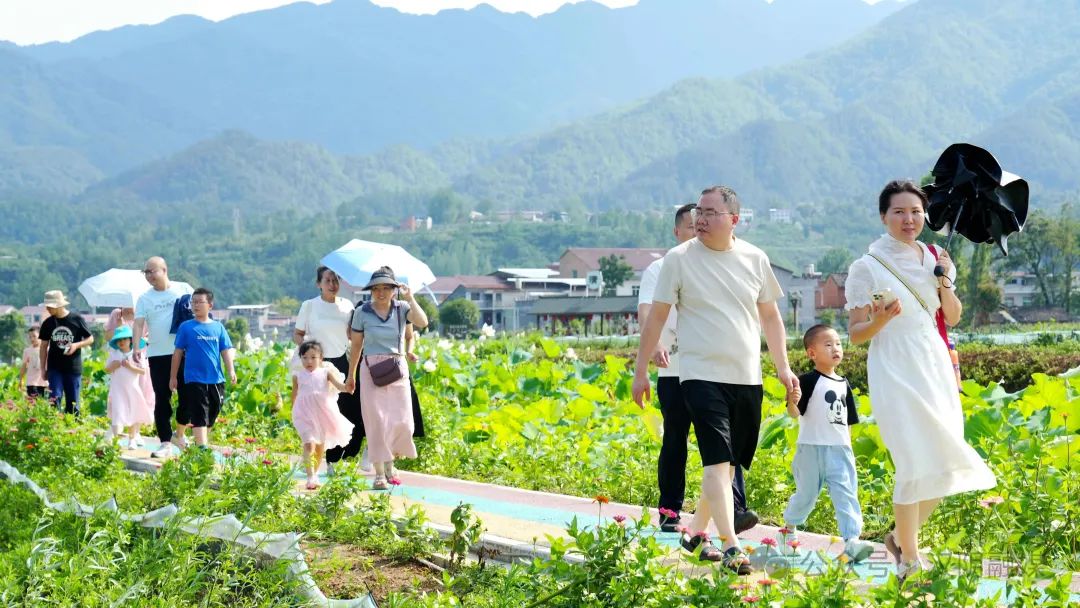 双乳镇千亩荷塘迎来最美时节 荷香引客游人如织