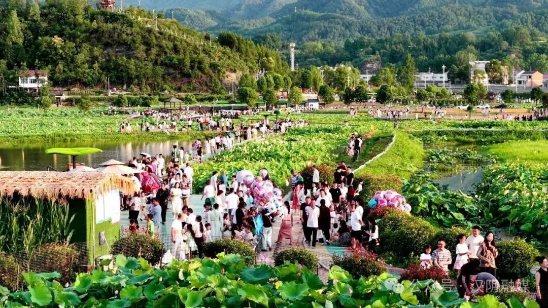 汉阴：千亩荷塘迎旺季 游客如织带火乡村经济