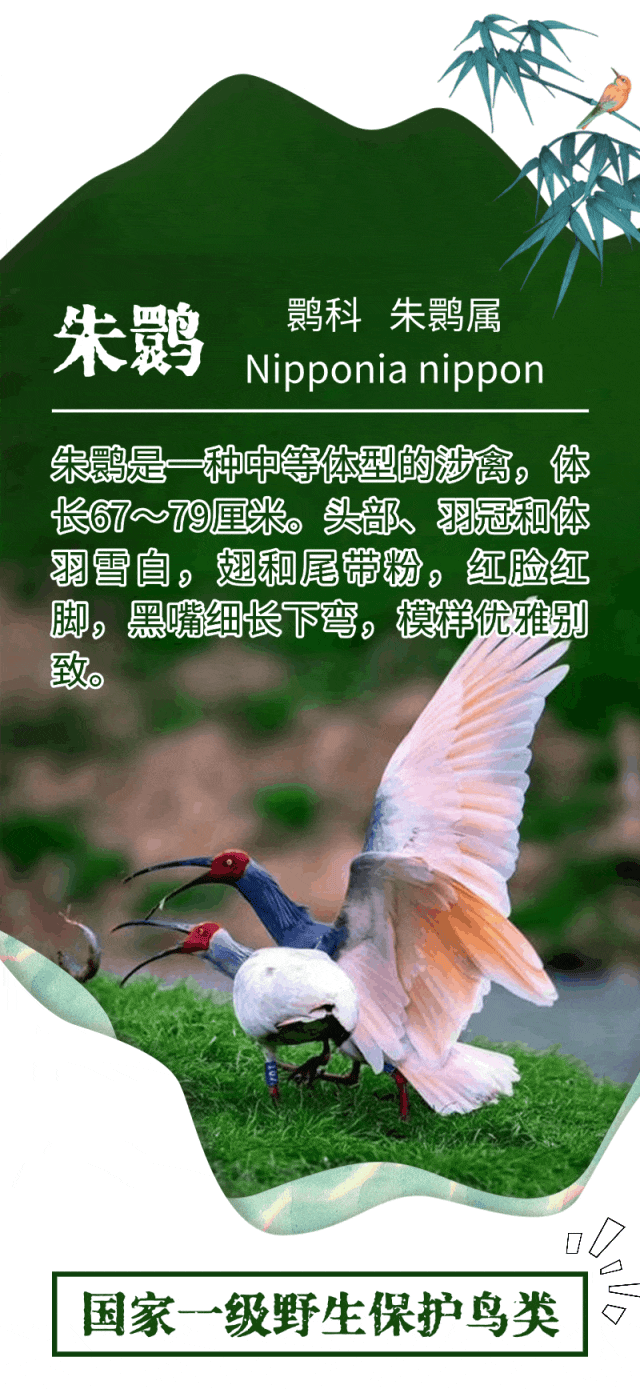 安康人观鸟护鸟必备！《秦岭野生鸟类识别图鉴》！