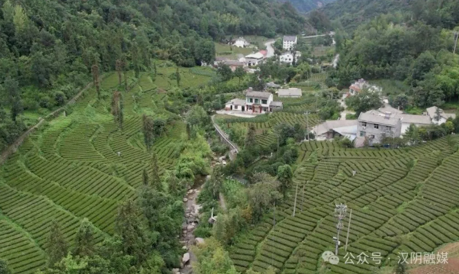 汉阴：果蜜红茶激活夏秋茶资源 新质生产力驱动茶产业升级助振兴