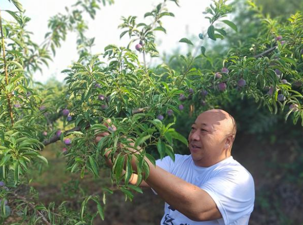 汉阴县城关镇：硕果压枝奏响丰收曲