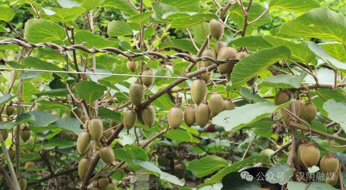 汉阴：推普进乡村 “语”农同行启新篇