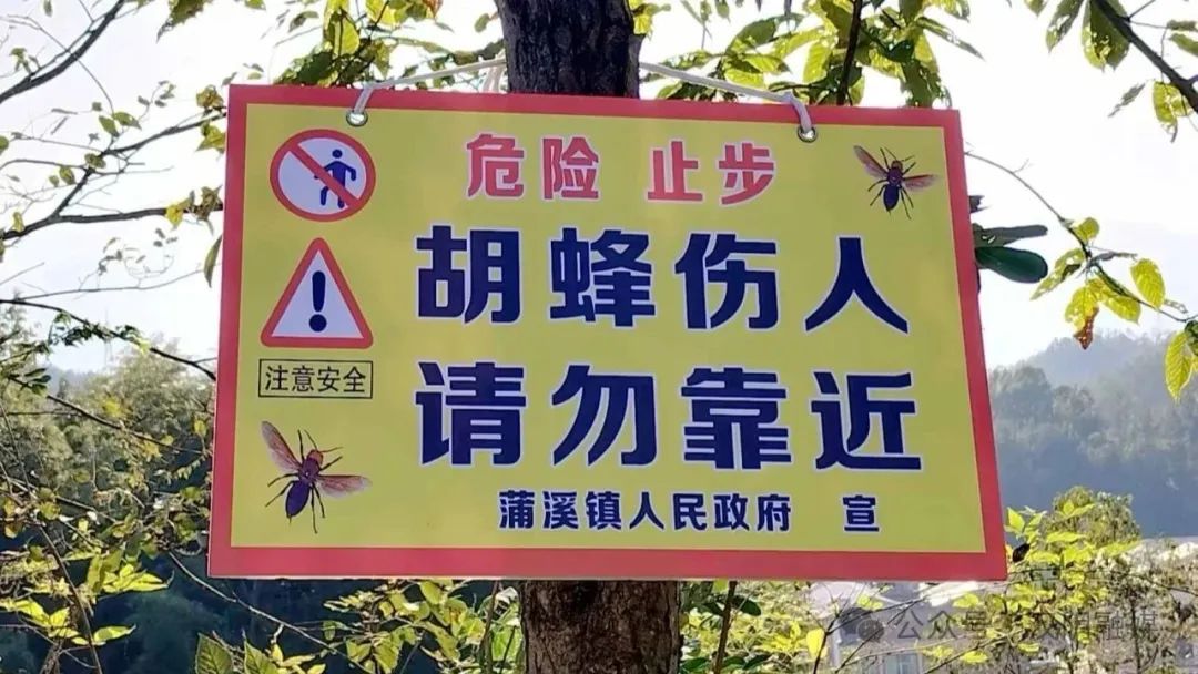 汉阴县蒲溪镇：消除胡蜂隐患 守护群众安全