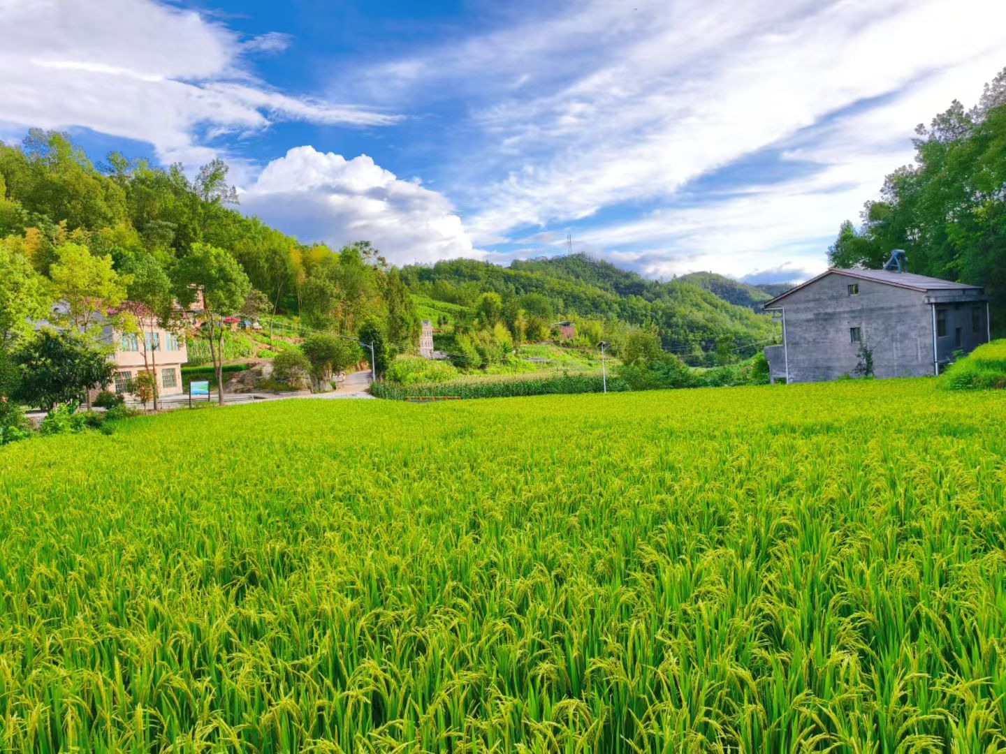 漩涡镇：无人机植保 解锁梯田新“丰”景