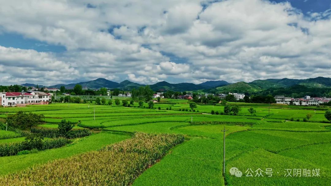 风吹稻浪美如画 田园风光入画来