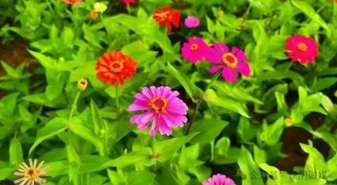初秋时节，三色花海绘就浪漫花城