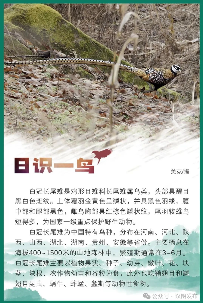 日识一鸟丨白冠长尾雉