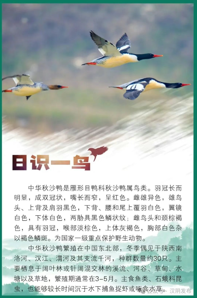 日识一鸟｜中华秋沙鸭