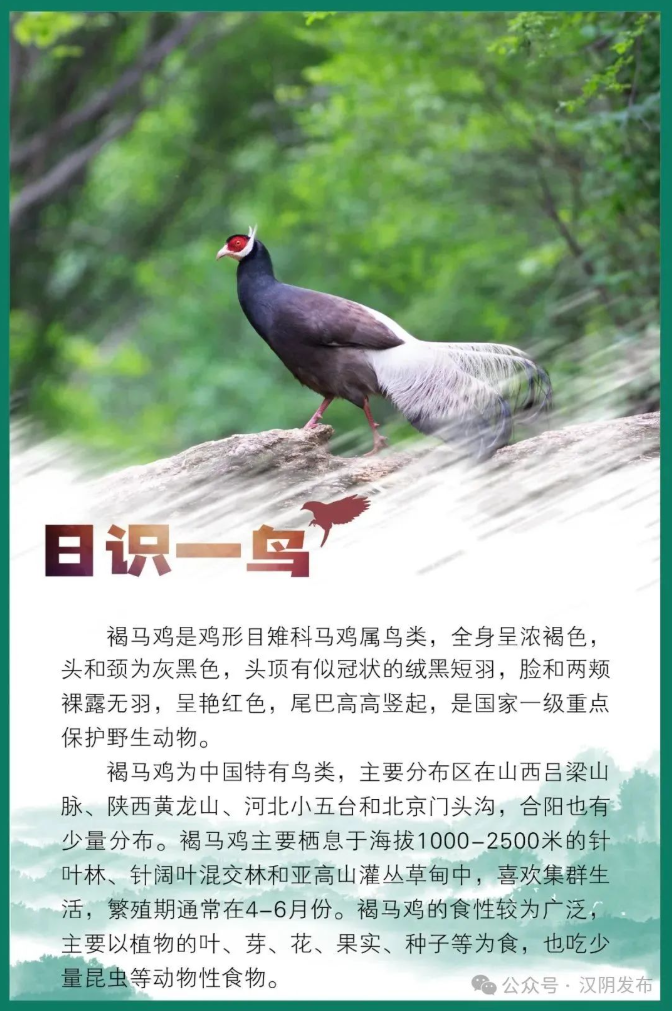 日识一鸟｜褐马鸡