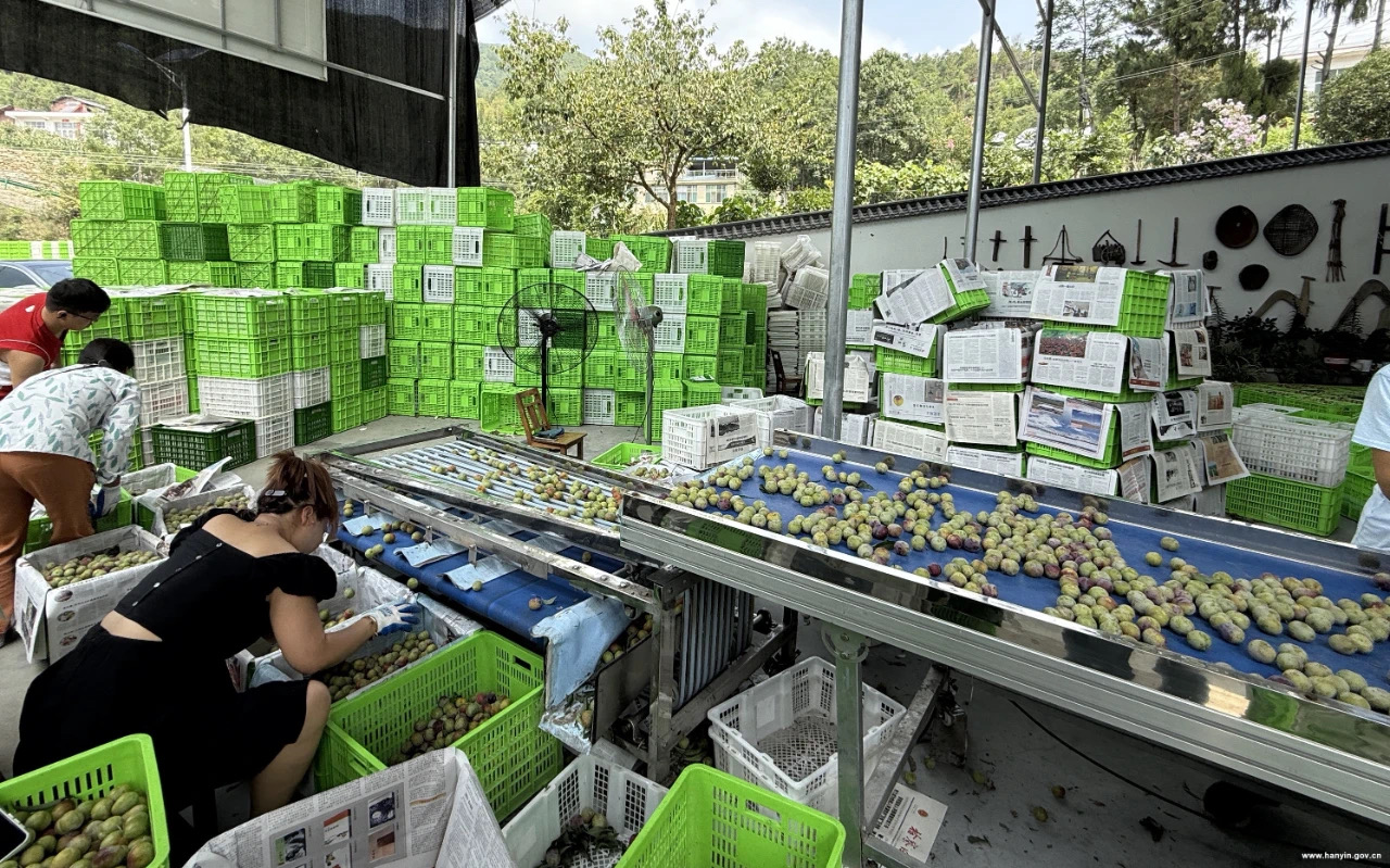 汉阴县漩涡镇茨沟村：秦岭深处的特色产业振兴示范