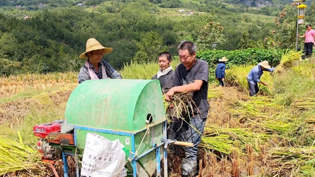 汉阴：凤堰梯田喜迎水稻丰收 农旅融合助推乡村振兴