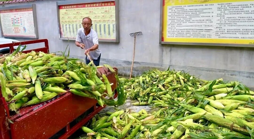 汉阴县蒲溪镇：甜玉米采收忙