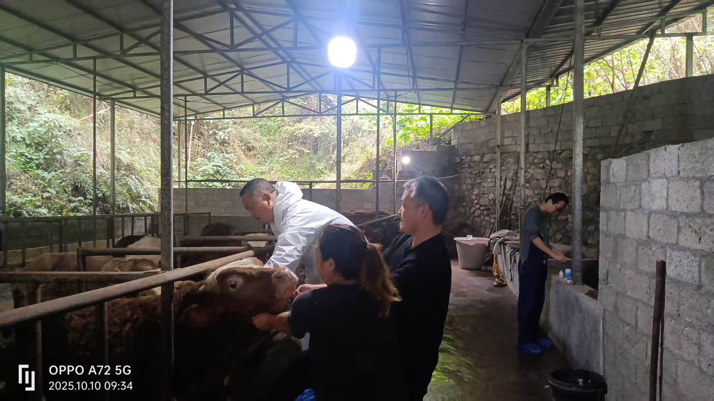 汉阴县汉阳镇秋冬季动物防疫工作全面展开