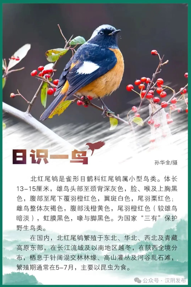 日识一鸟 北红尾鸲