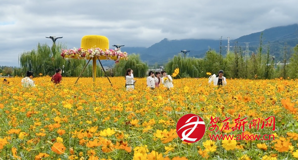汉阴：菊海盛放引客来