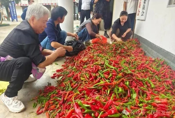 关注 | 汉阴县城关镇：大棚辣椒奏响“增收曲”