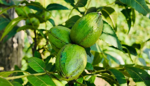 汉阴县600亩碧根果迎来初挂果