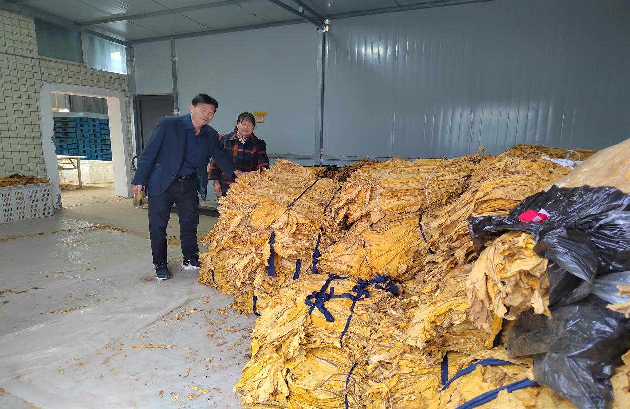 汉阴县平梁烟站五天收购“黄金叶”近5万斤