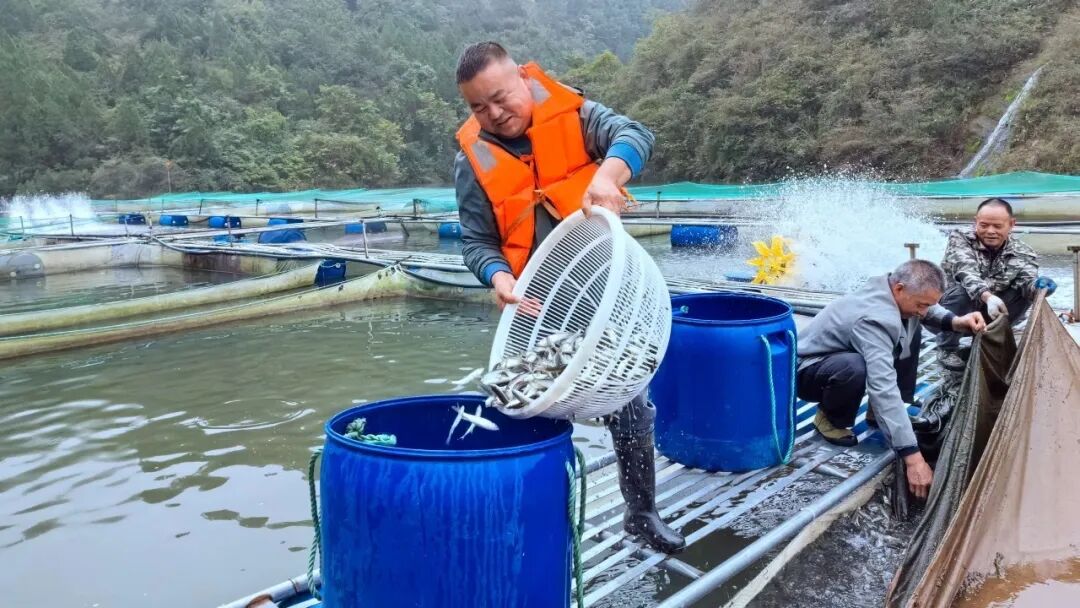 汉阴生态渔业迎丰收 4万斤“桃花鱼”游出乡村振兴新路径