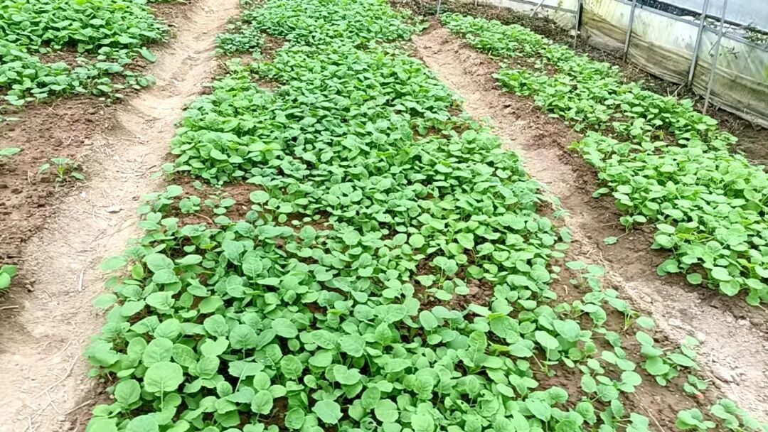 汉阴县城关镇：秋播油菜种下“美丽经济”