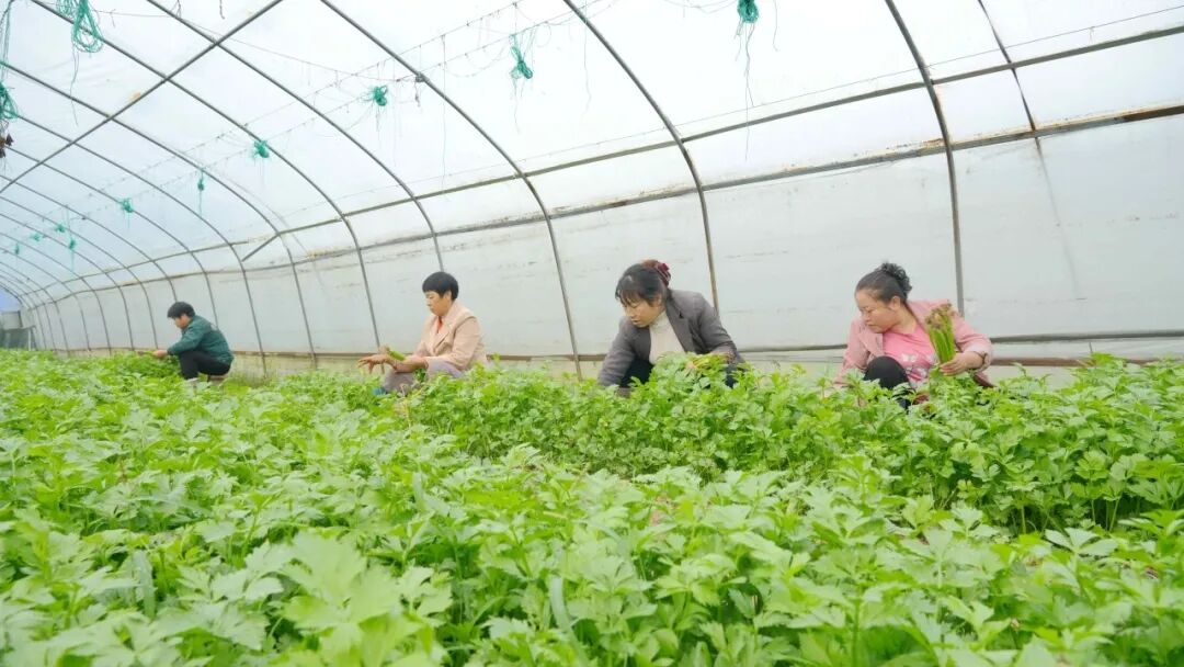 汉阴县涧池镇：智慧大棚喜收芹菜 科技赋能乡村振兴