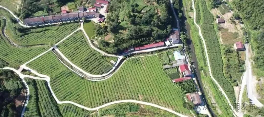 汉阴县观音河镇：让“集体田”变身“致富园”