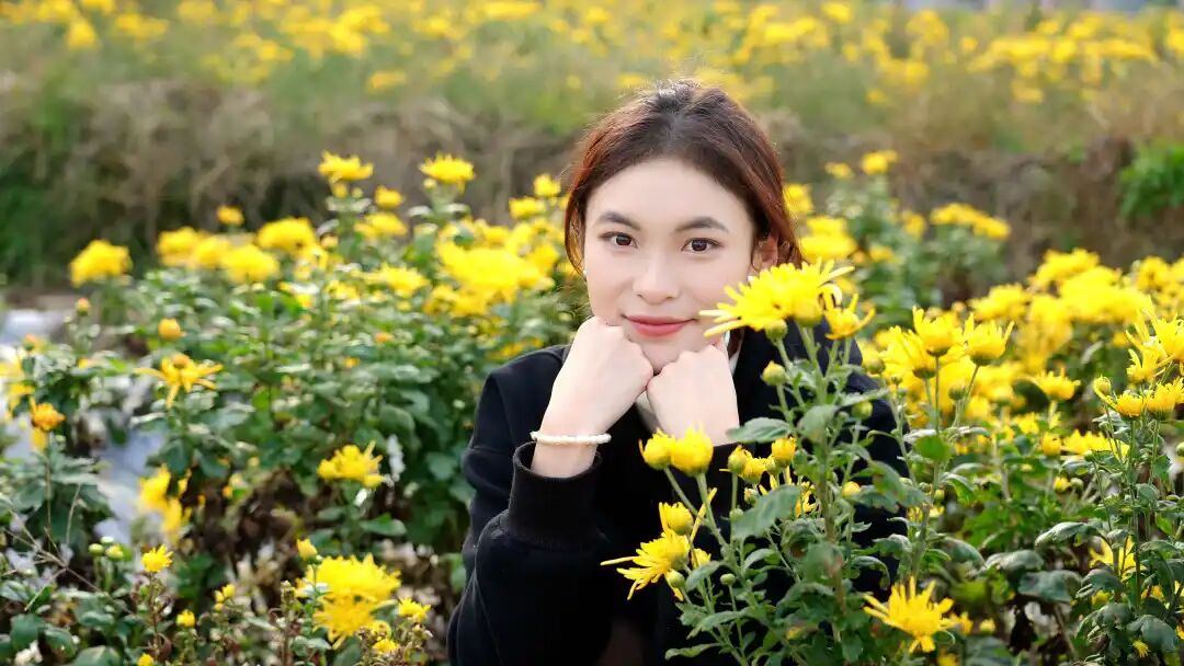 城关镇五一村金丝皇菊次第开 田园美景引客来