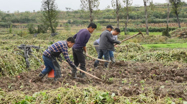 汉阴县涧池镇：红薯成熟采收忙 甜蜜事业“粉”出致富路
