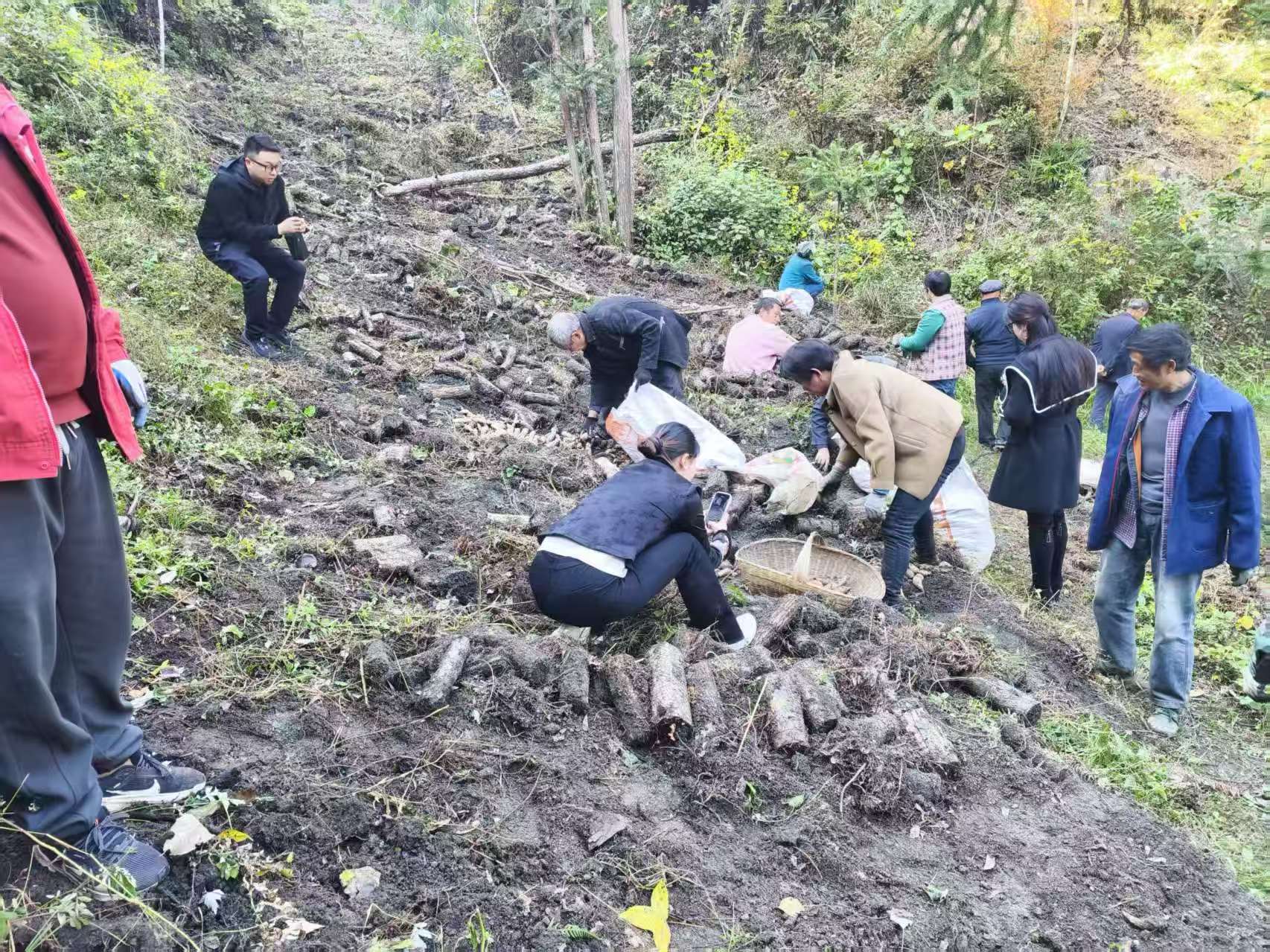 从“零散种”到“抱团富”——汉阴县铁佛寺镇四合村天麻产业书写振兴答卷