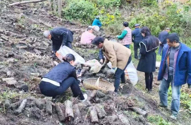 “千万工程”看汉阴 | 从“零散种”到“抱团富”——铁佛寺镇四合村天麻产业书写振兴答卷