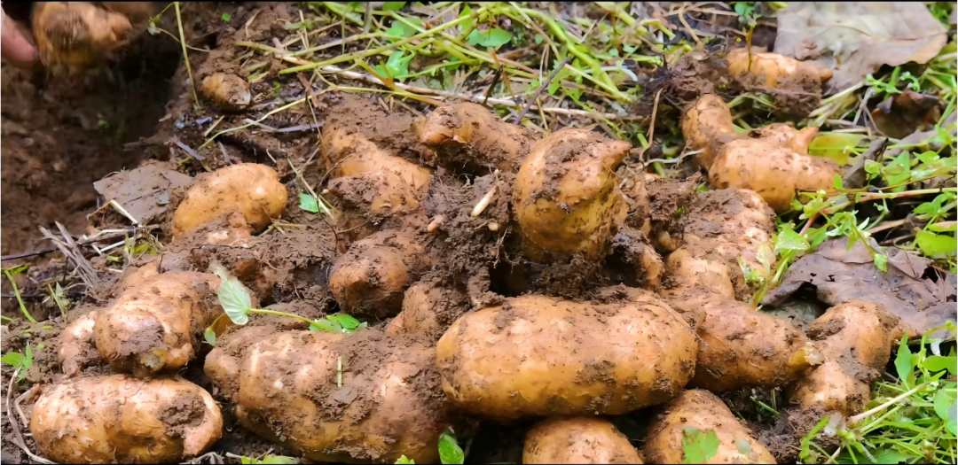 铁佛寺镇：林下天麻丰收忙 山乡腊味香愈浓