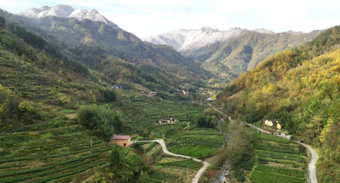 汉阴开启冬管模式 力促茶产业提质增效