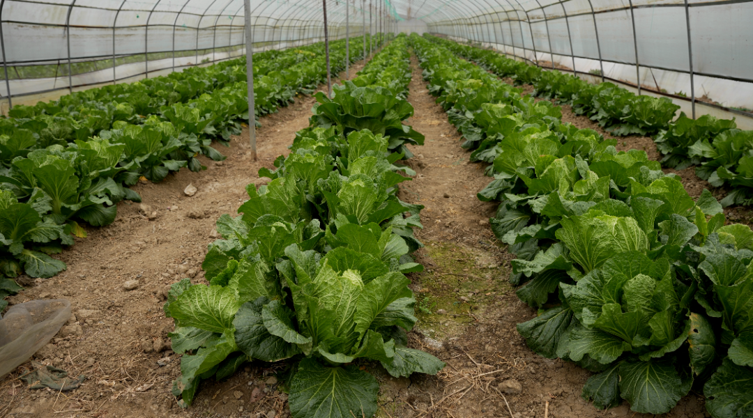 汉阴再添两家省级农业龙头企业 “产业双星”照亮乡村振兴路