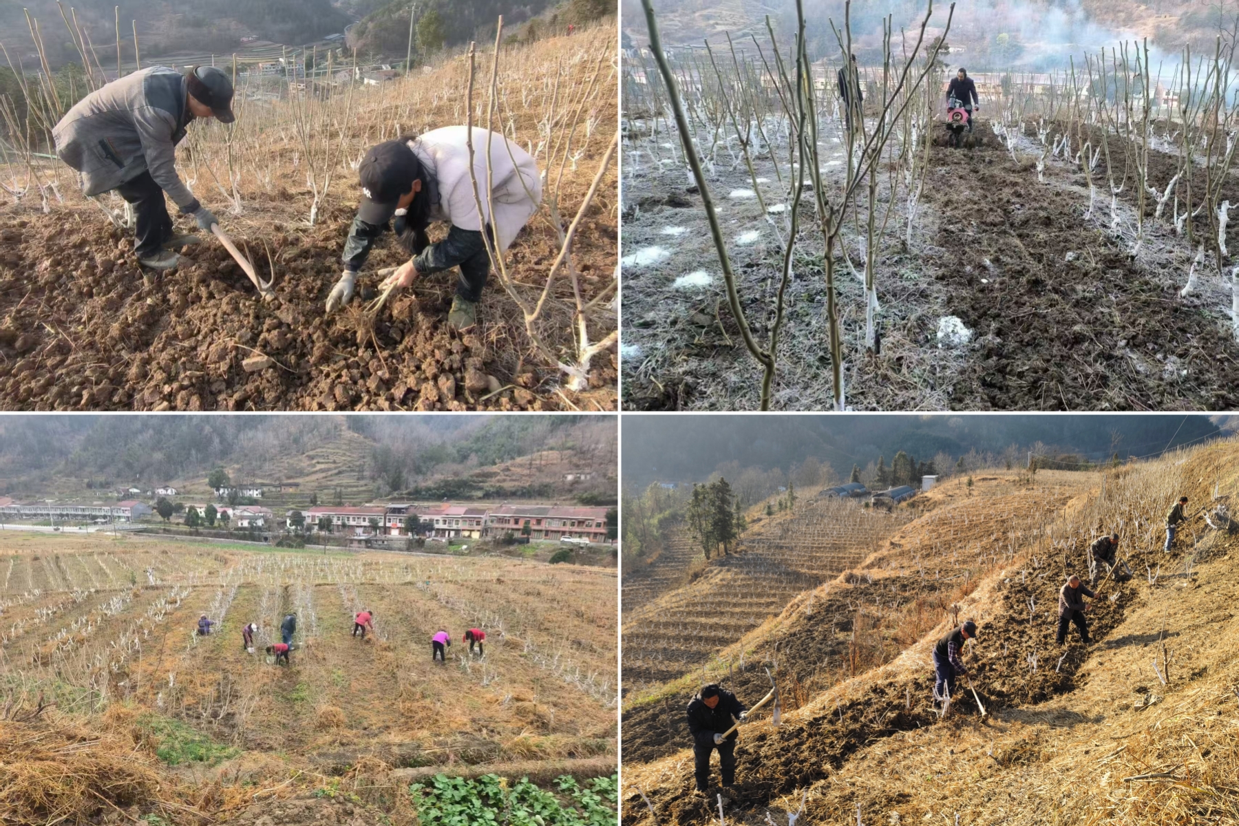 铁佛寺镇四合村：寒冬桑园管护忙  产业兴旺绘新篇