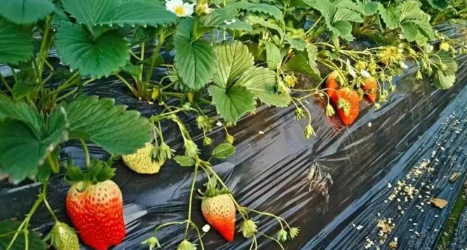 小草莓“链”出大产业 汉阳镇特色种植结硕果