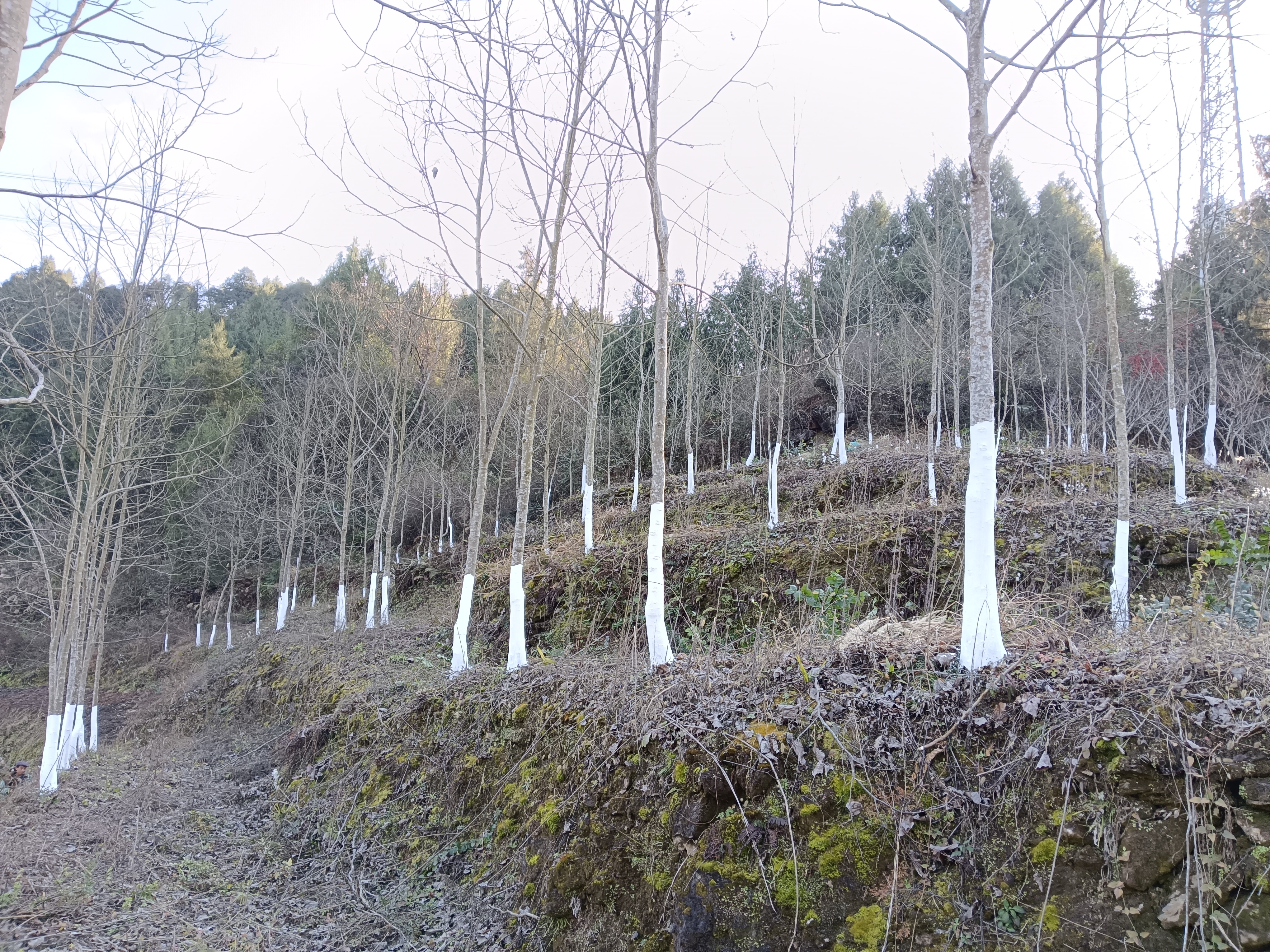 汉阴县漩涡镇三塘村拐枣产业冬季管护忙