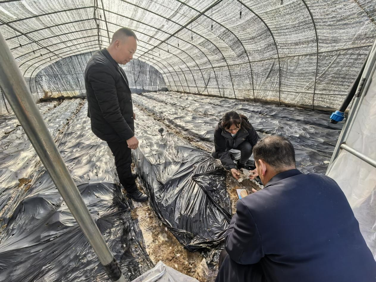 汉阴县汉阳镇：聚力“菌”产业  激活“兴”动能