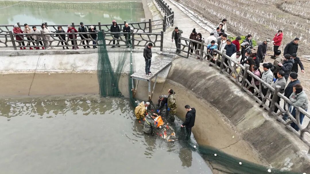 汉阴县铁佛寺镇：鱼跃人欢丰收景 特色养殖促振兴